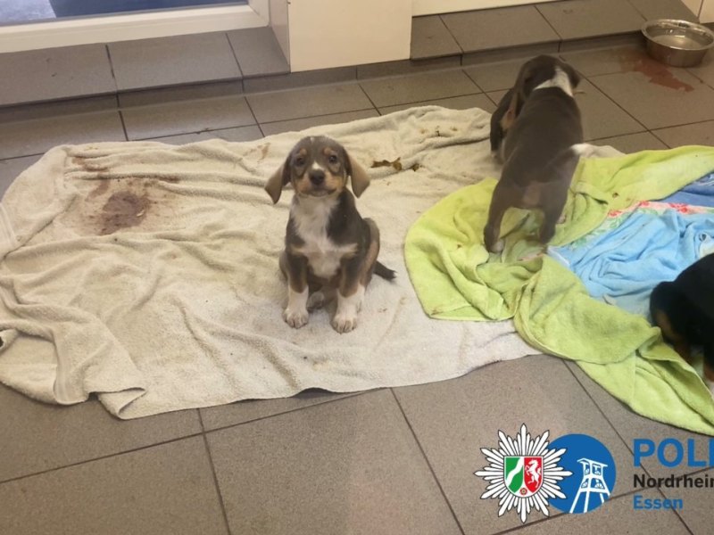 2022-02-15_Hundewelpen.jpg