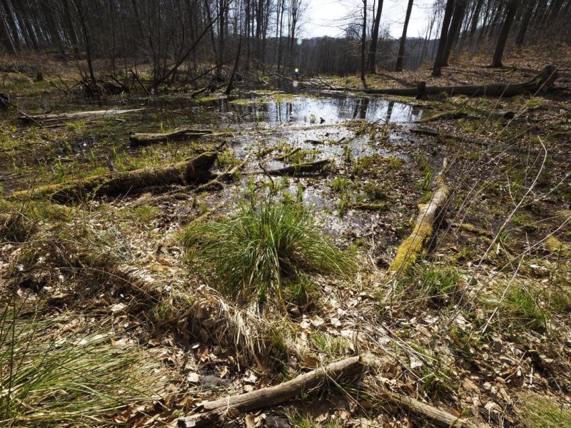 Moderndes Holz und Laub liegen nahe dem Ort Altkünkendorf im Grumsiner Forst am nördlichen Ufer des Schwarzen Sees im Wasser. Der Grumsin befindet sich im Biosphärenreservat Schorfheide-Chorin. (zu dpa ·Einblicke ins wilde Brandenburger Weltnaturerbe· vom 20.04.2022) Foto: Soeren Stache/dpa