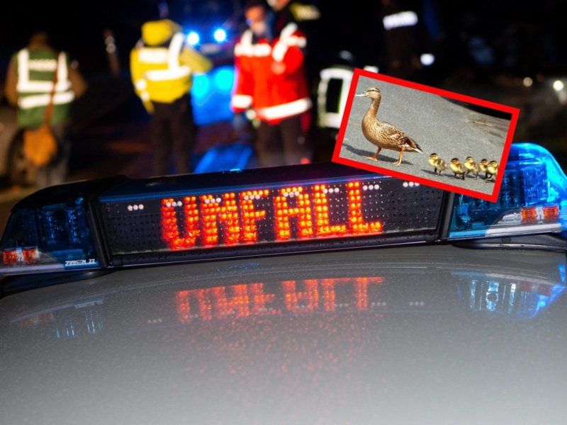Unfall-Ente.jpg