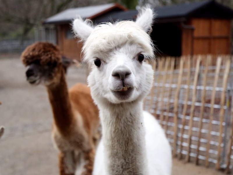 Alpaka Yoda im Kaisergarten.jpg