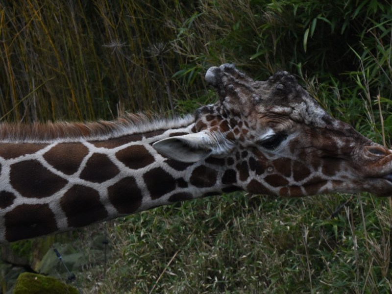 Neugierig beim Pressetermin: Naljas Papa Kiringo., Ziemlich schüchtern wirkte Nalja bei ihrer Taufe.