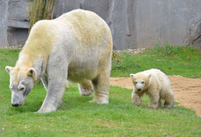 Eisbärbaby Nanook-Zoom.jpg
