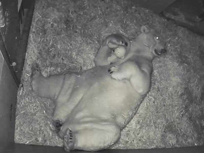 Eisbärbaby Zoom Erlebniswelt.jpg