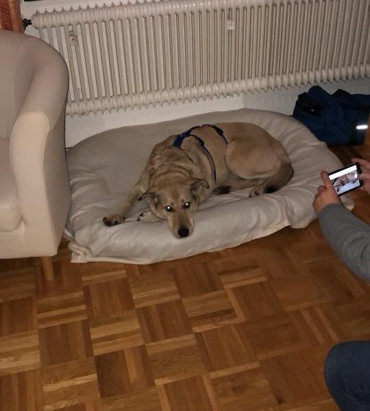 Ella Gelsenkirchen.jpg