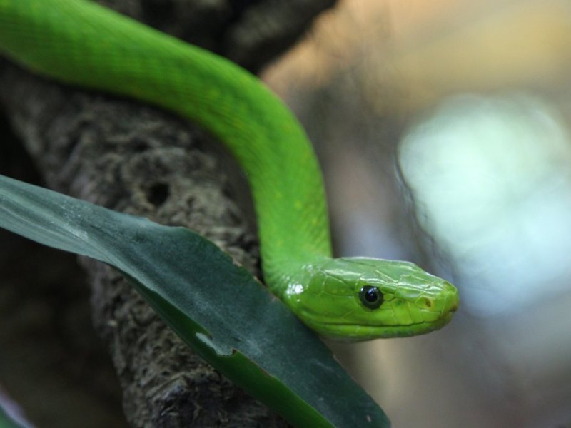 Essen_Grüne_Mamba_Schlange