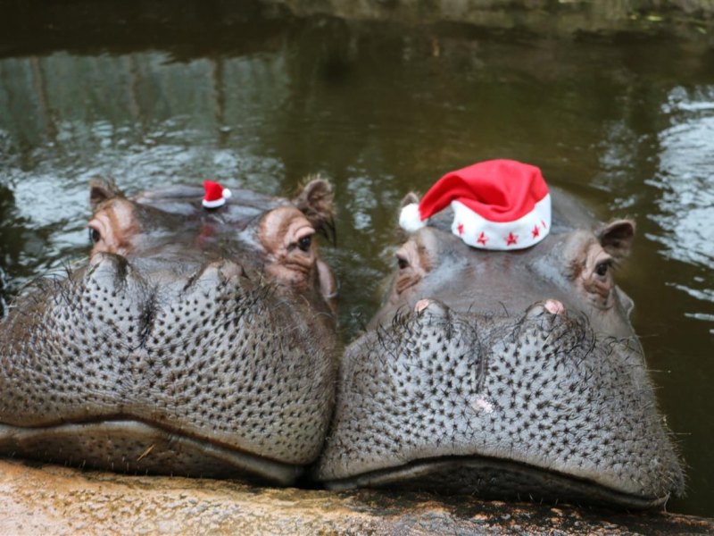 Flusspferde_Weihnachten_ZOOM.JPG