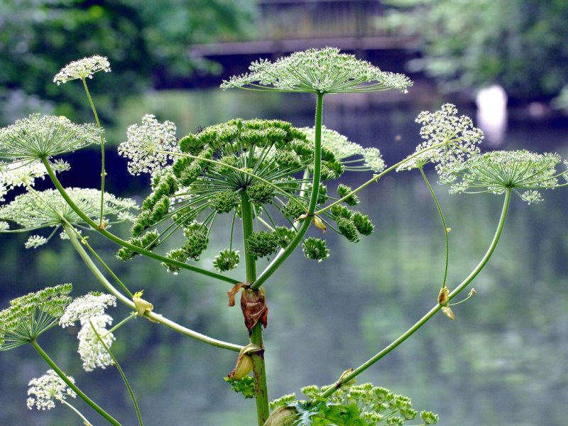 Giftpflanze Bärenklau im Kaisergarten in_0.jpg