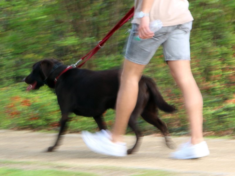 Hund Gassi.jpg