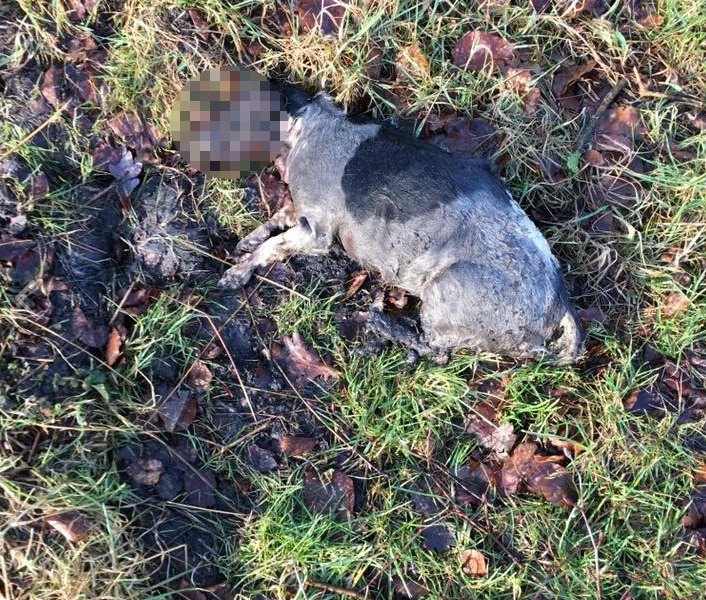 Hund Hundekadaver Gelsenkirchen verpixelt.jpg