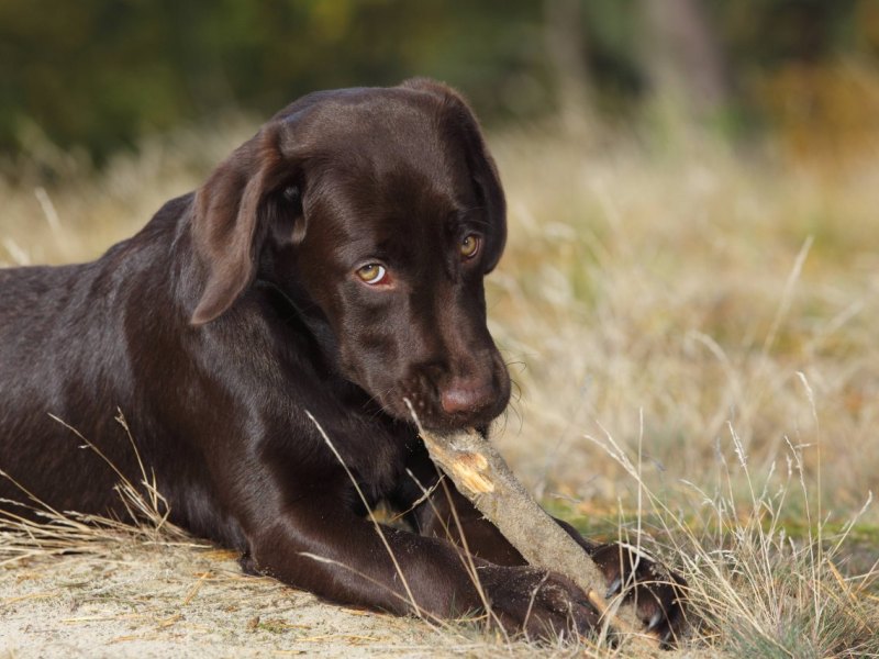 Hund_imago images  imagebroker.jpg