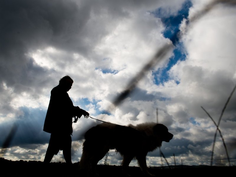 Hund in Duisburg.jpg