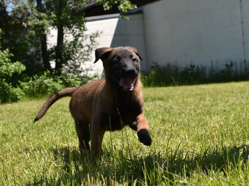Hund in Duisburg trude polizei.jpg