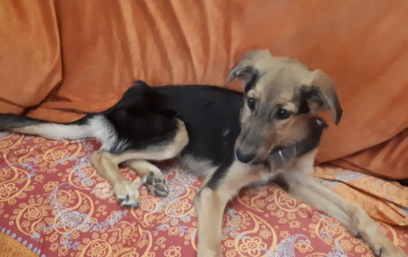 Hundesuchhilfe Moers und Umgebung - Startseite_2018-11-05_16-38-25.png