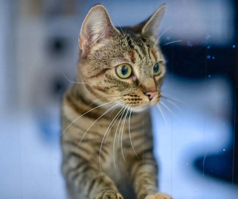 Katze Symbolbild.JPG