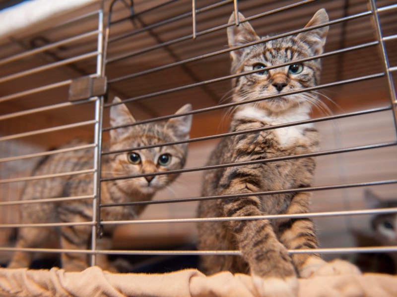 Katzen im Tierheim Gelsenkirchen