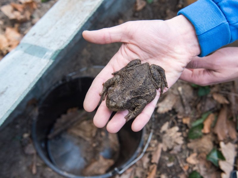 Krötenwanderung.jpg