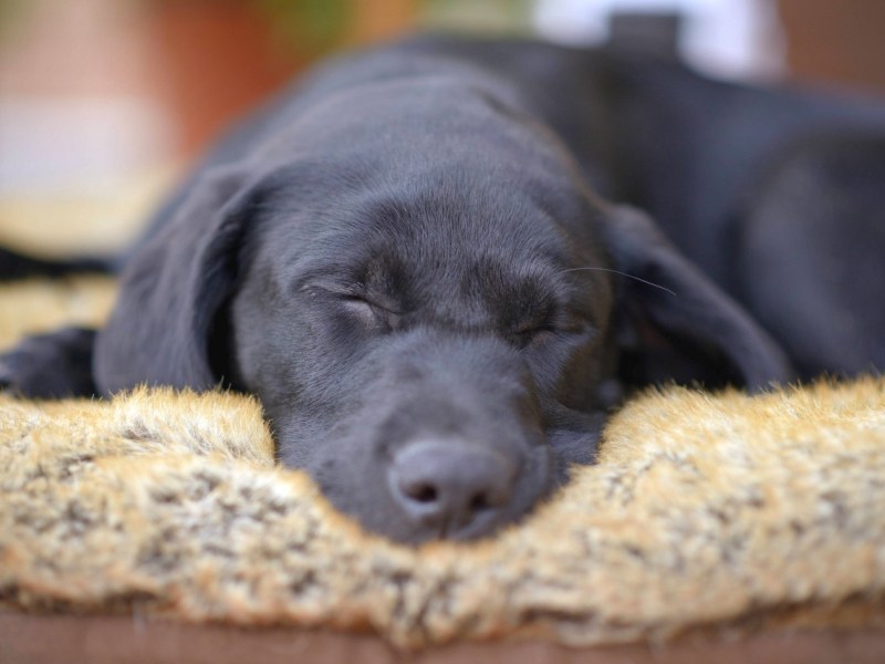 Wenn es deinem Hund schlecht geht, musst du handeln.