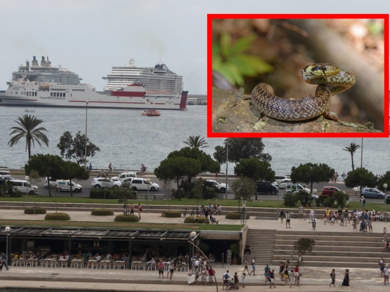 Mallorca_Schlangen.jpg