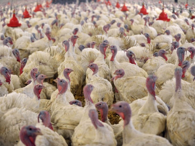 Masttierhaltung Putenzucht.jpg