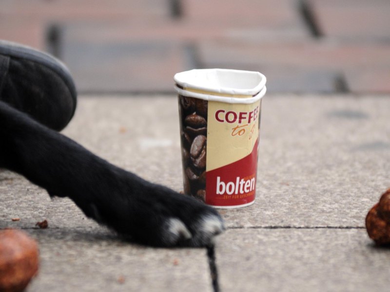 Obdachloser Hund.JPG