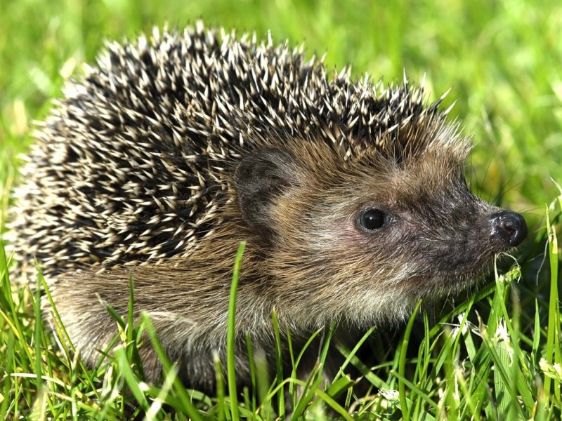 Oberhausen Tierschutzverein.jpg