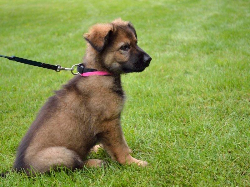 Schäferhund Welpe.jpg