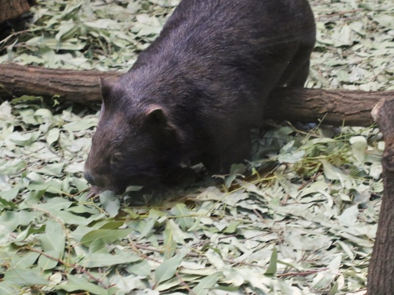 Wombat-Zoo-Duisburg.jpg