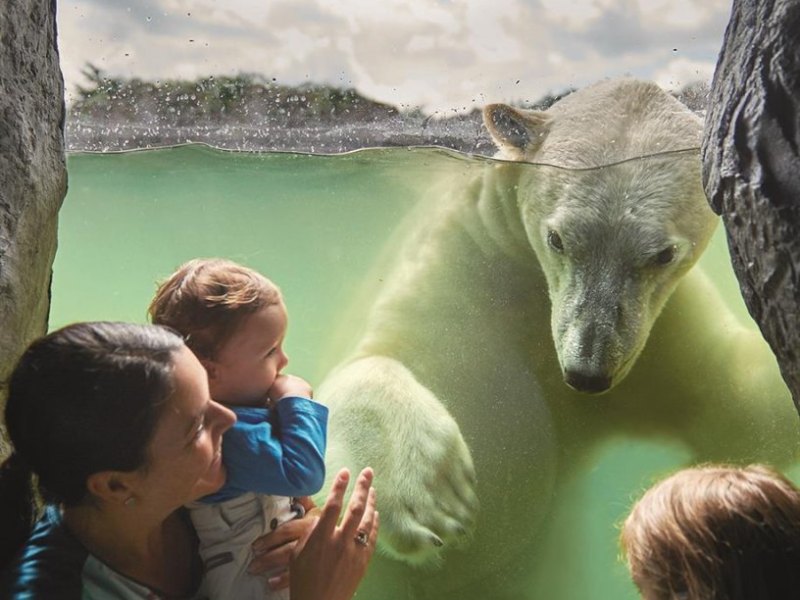 ZOOM_Erlebniswelt_ Spannende Begenung mit Eisbaer (Large).jpg