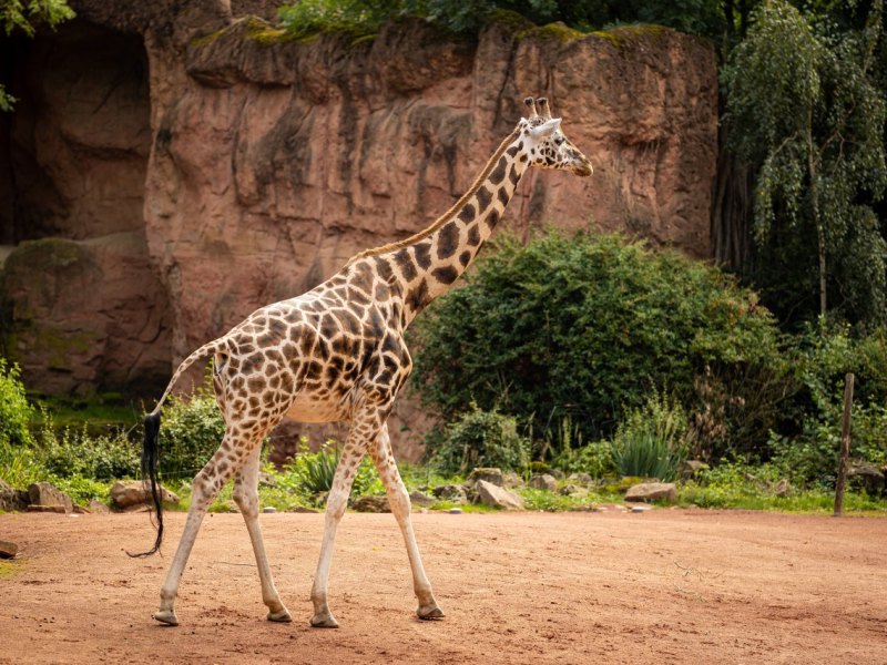 Zoo Duisburg Giraffe.jpg