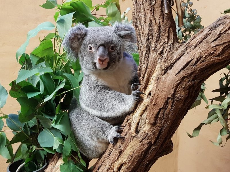 Zoo Duisburg Koala Sydney.jpg