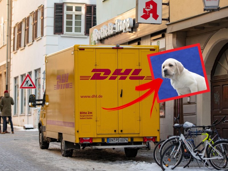 dhl-hund-paket