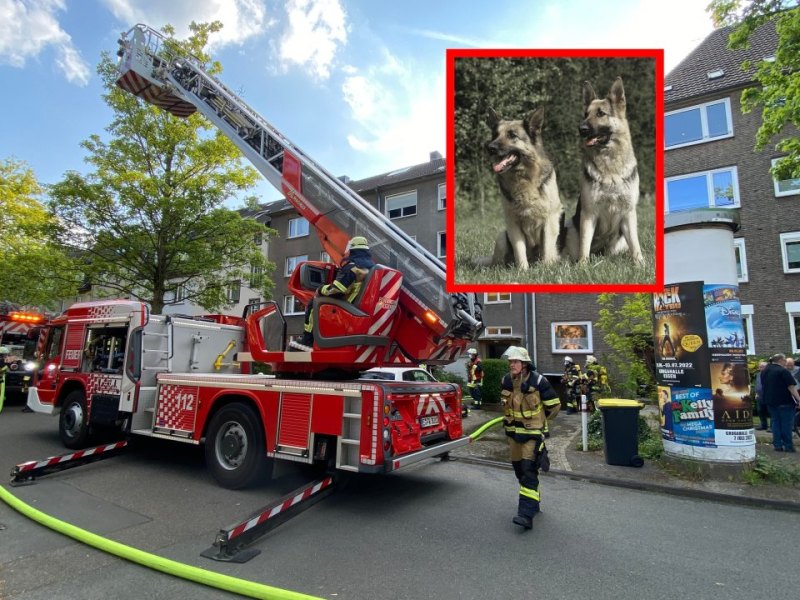 essen hund feuerwehr.jpg
