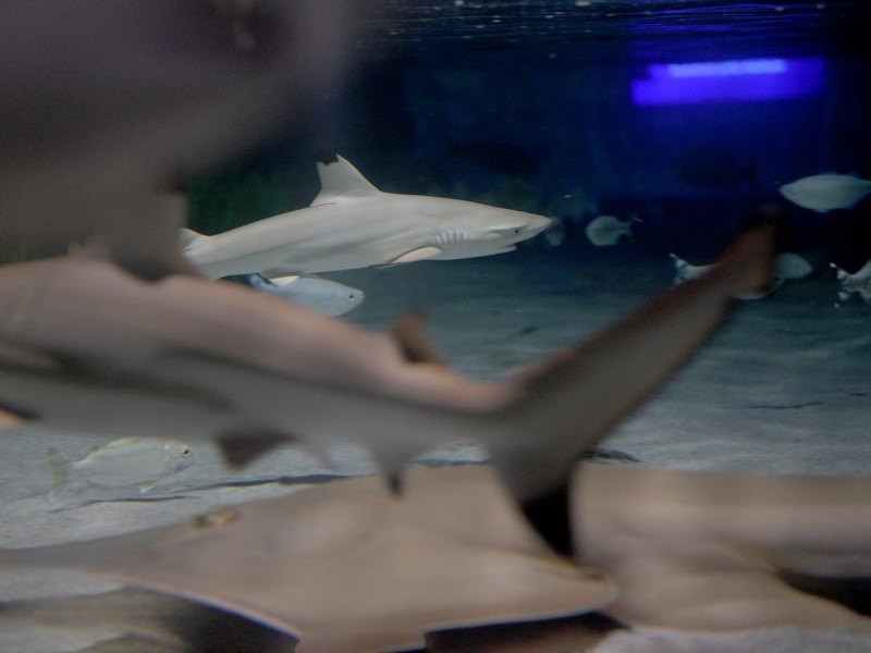 haie-taufe-sea-life-oberhausen.jpg