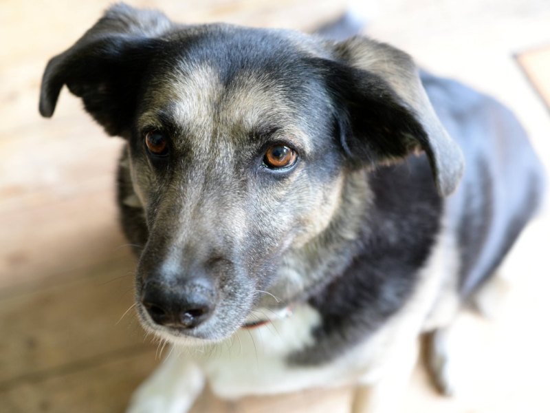 hund in essen vermisst.jpg