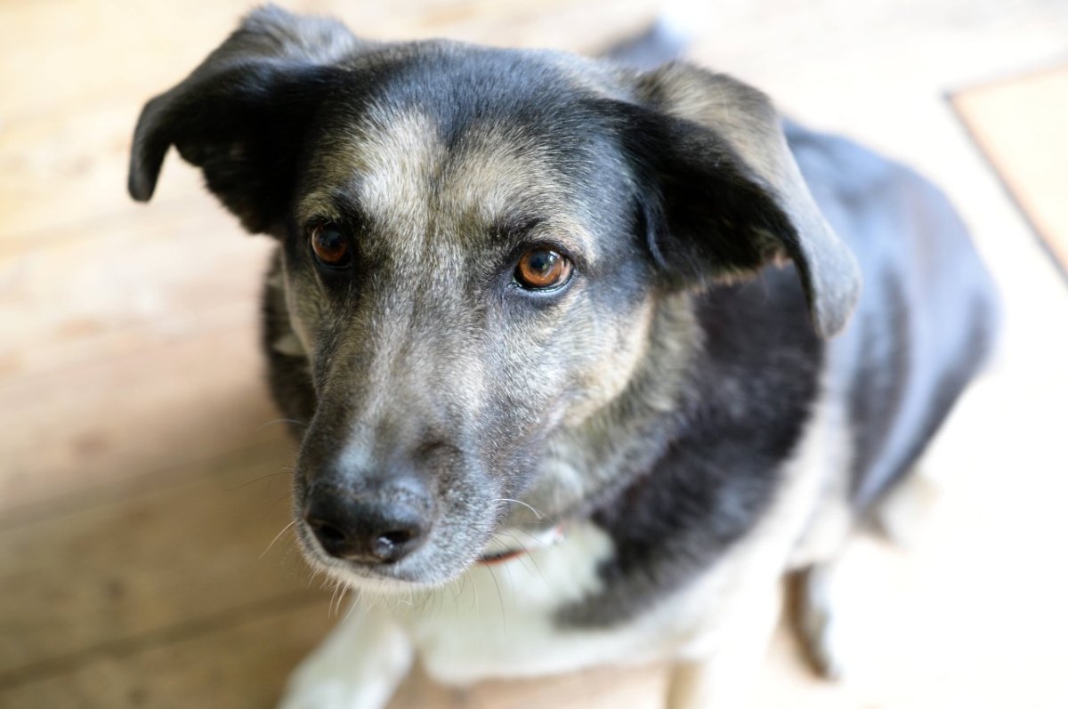 hund in essen vermisst.jpg