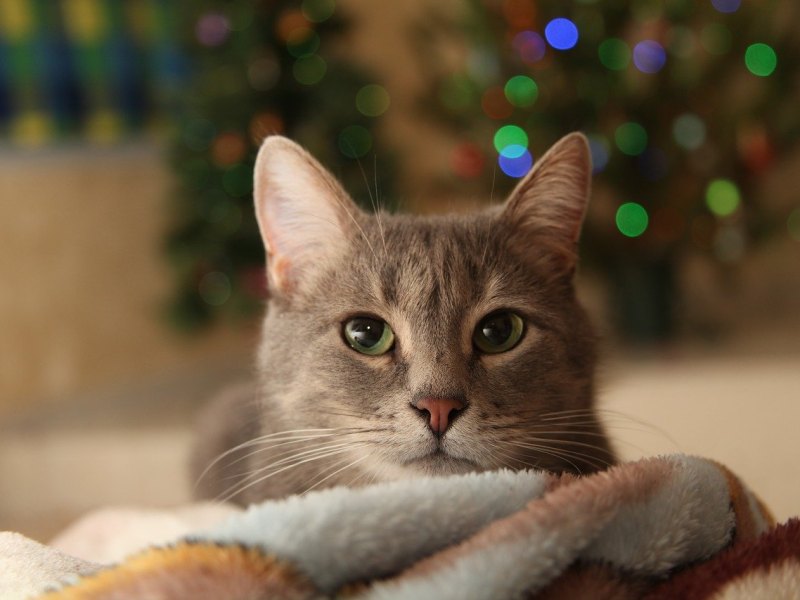 katze weihnachten silvester