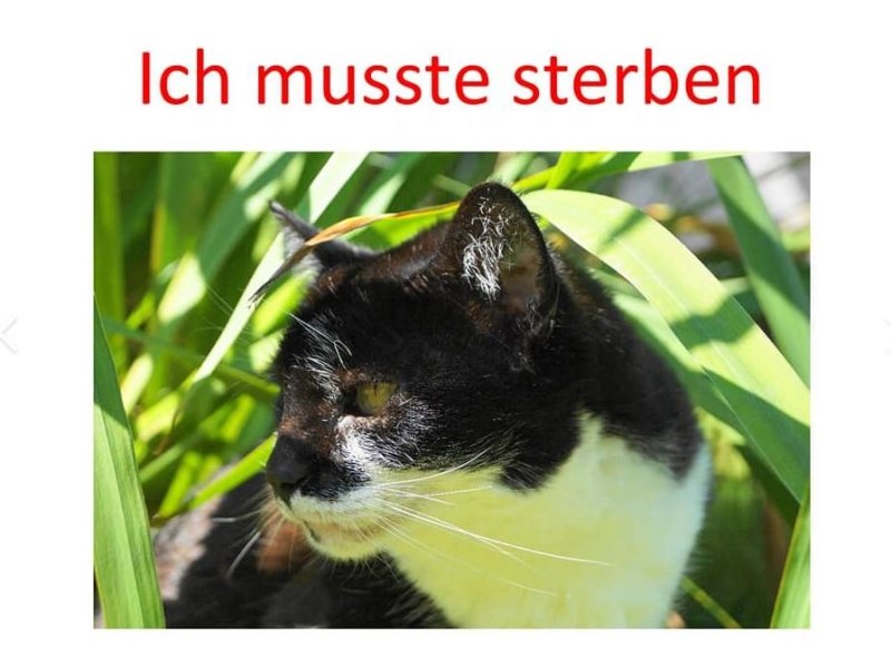 laila katze essen.JPG