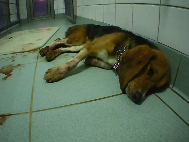 sterbender Beaglehund_StudieSchweiz_LPT2019.jpg