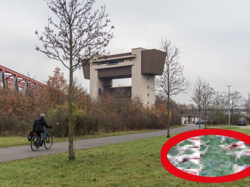 tote tiere auf wiese in duisburg an ruhrschleuse1.jpg