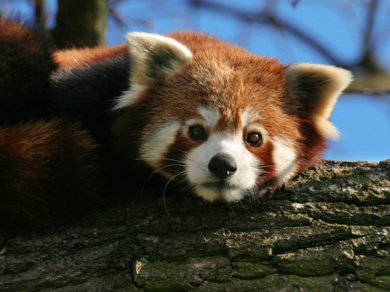 zoo-duisburg-kleiner-panda