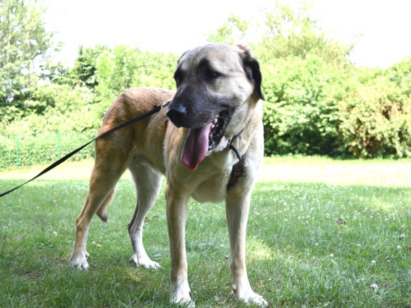 Cena Tierheim Bochum.JPG