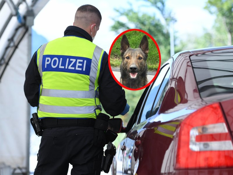 Dortmund-Spürhund.jpg