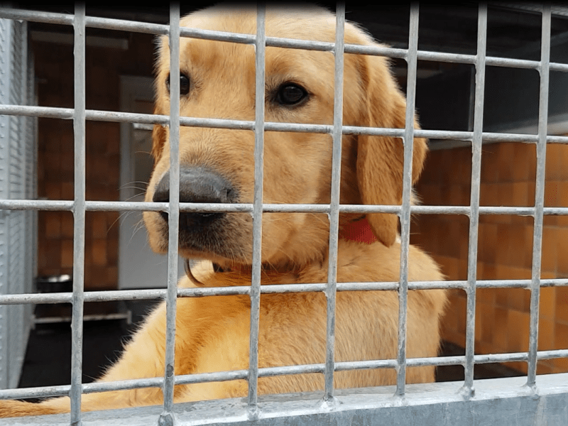 Einer der sechs Labradore im Dortmunder Tierheim