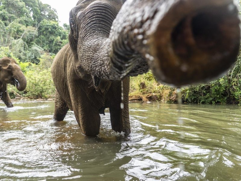 Froschperspektive mit Rüssel voraus: Eine wunderschöne Erinnerung aus Kambodscha. Foto: Robert Günther/dpa