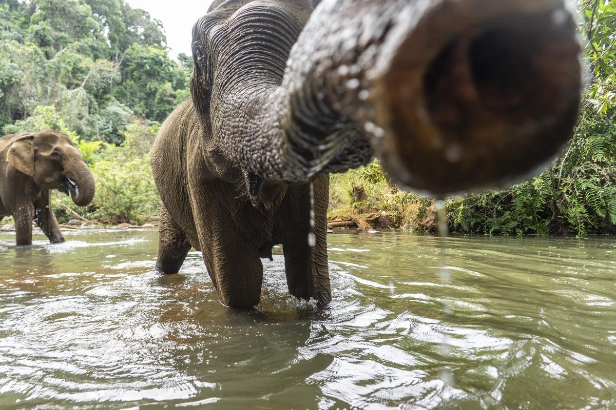 Froschperspektive mit Rüssel voraus: Eine wunderschöne Erinnerung aus Kambodscha. Foto: Robert Günther/dpa