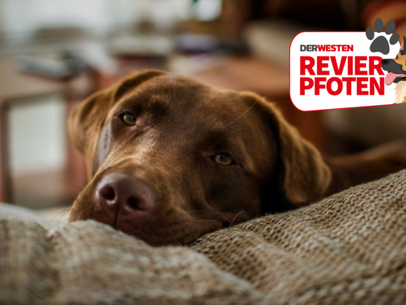 Hund-Verzweifelt-Wohnung-Logo-V2