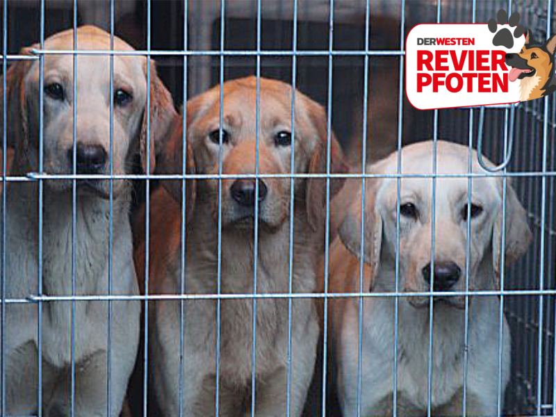 Labradore-Tierheim-Dortmund-01-Logo