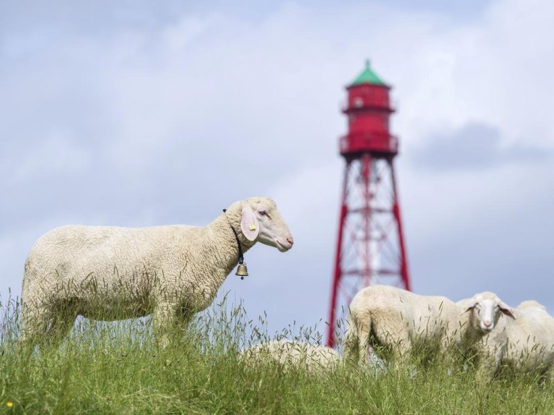 Schafe grasen vor dem Campener Leuchtturm an der Ostfriesischen Küste. Deutschlands höchster Leuchtturm in Campen in Ostfriesland ist nach fast einem Jahr Generalüberholung wieder für Besucherinnen und Besucher geöffnet.