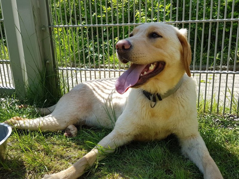 Tierheim-Dortmund-Elke