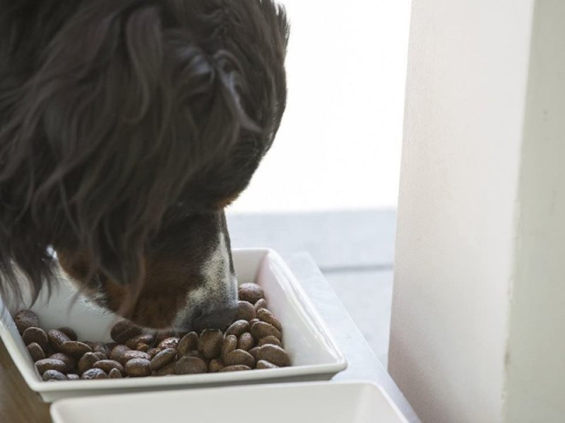 Trockenfutter Nassfutter Hunde